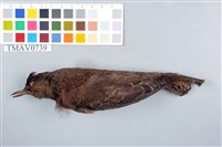 藏品(河烏)的圖片